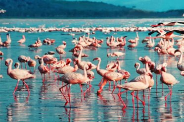 Lion Tracking Safari
