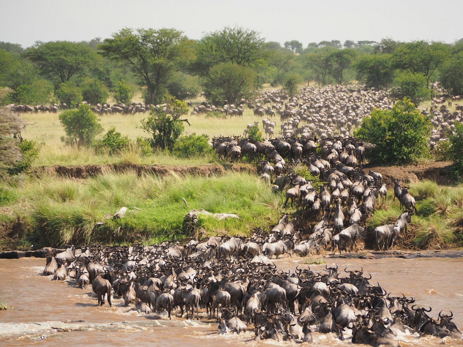 Wildebeest river crossing during the Great Migration - highlight of a Maasai Mara safari