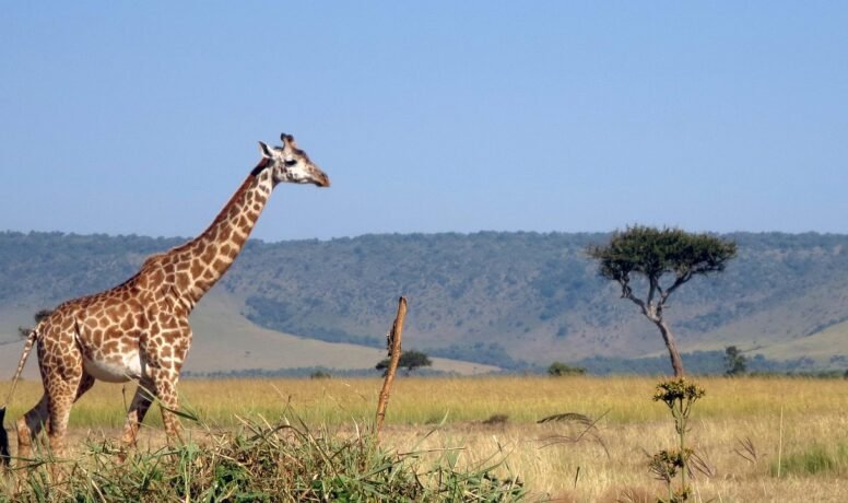 giraffe-2369813_1280