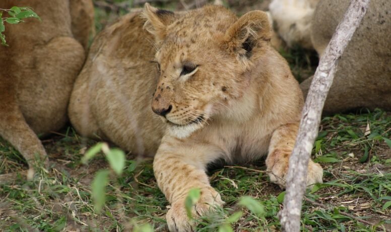 Lions resting in shade during midday heat