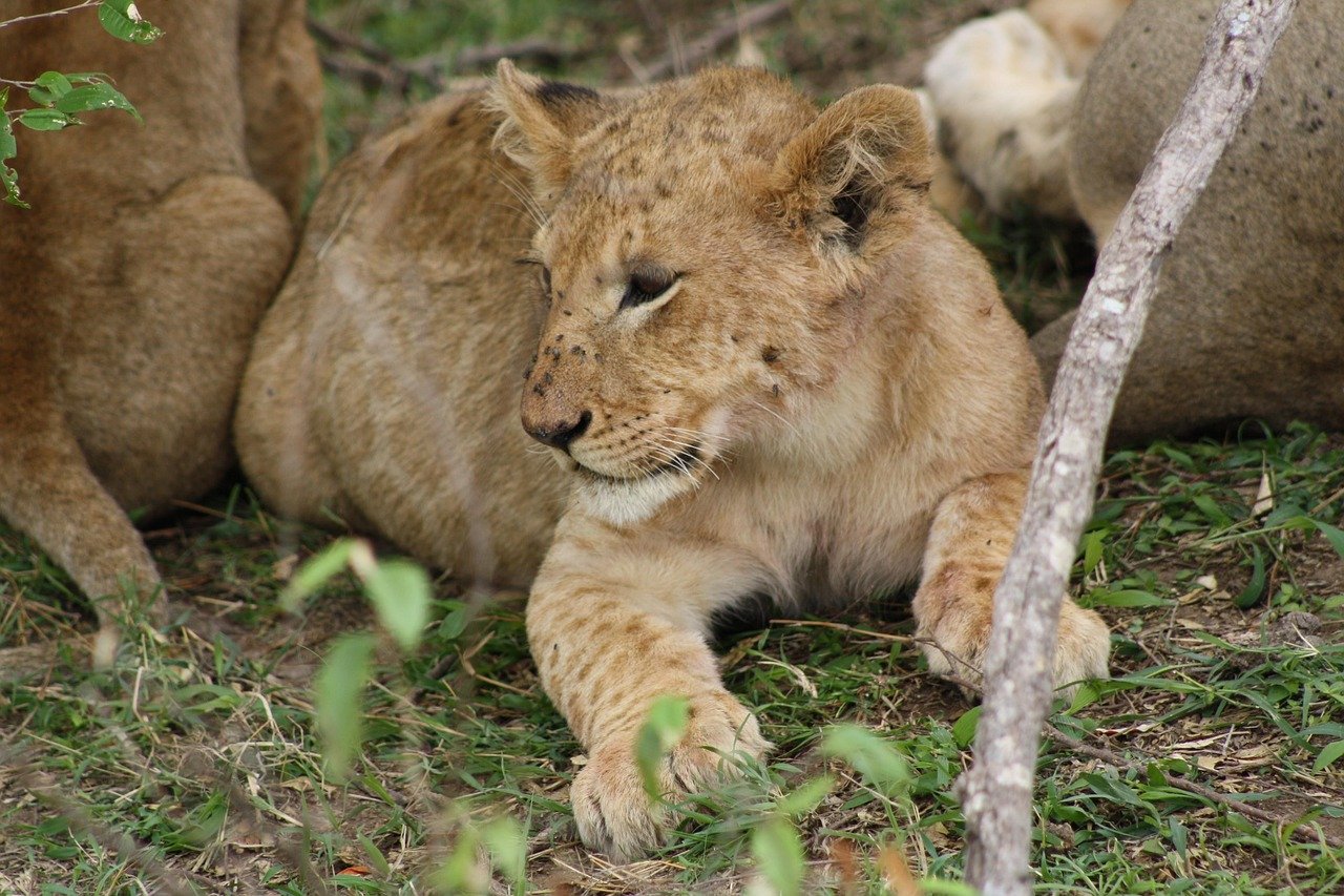  Lions resting in shade during midday heat
