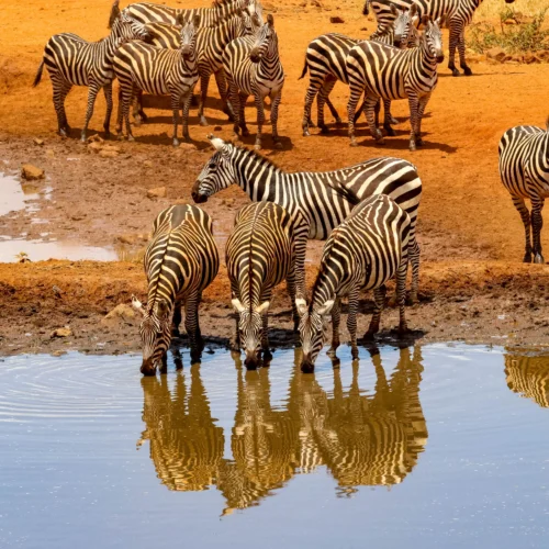 The Grand Kenya — 12 Days