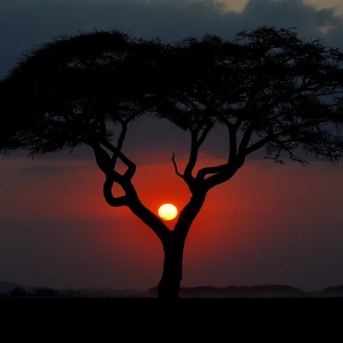 Masai Mara Classic Safari — 4 Days